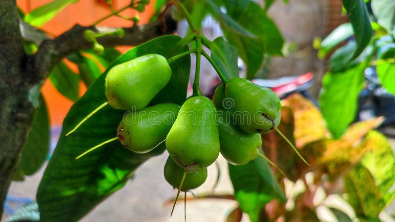 Fruta de guayaba madura y ventilador verde fresco foto de archivo libre de regalías