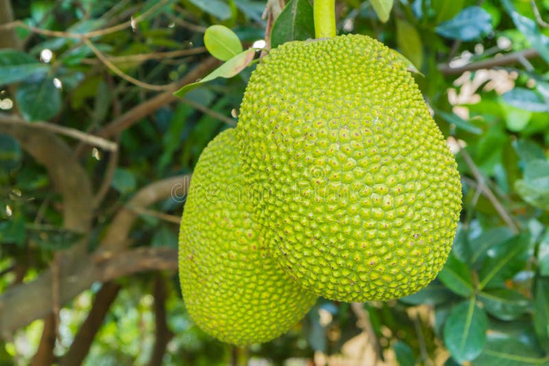 Fruta de Jack foto de archivo. Imagen de cultivadores 31737492
