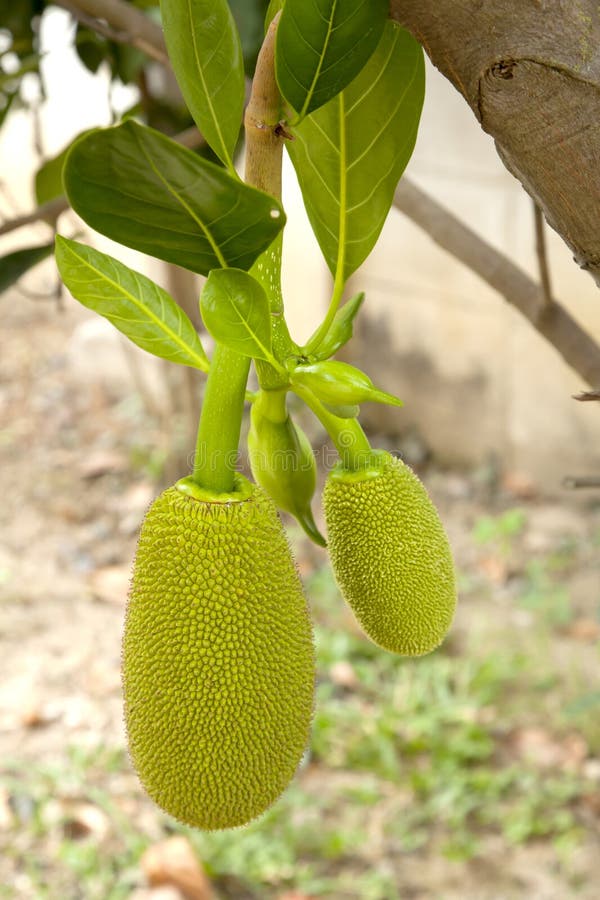 Fruta de Jack imagen de archivo. Imagen de tropical, color 35468223