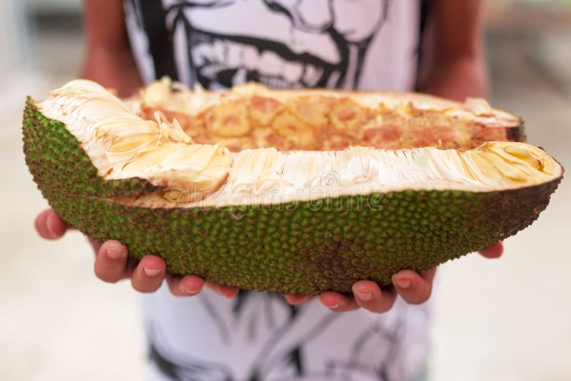 Fruta De Jack, Pan Para Los Pobres Foto de archivo Imagen de planta