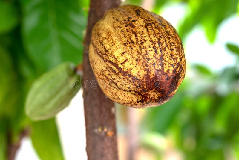 Fruta de la planta del cacao imagen de archivo Fruta de la planta del cacao imagen de archivo
