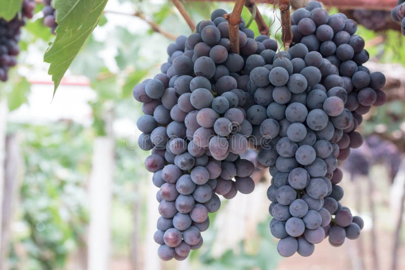 Fruta de la uva en árbol fotografía de archivo Fruta de la uva en árbol fotografía de archivo