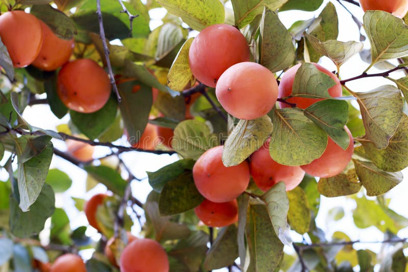 Fruta de los caquis en el árbol de caqui, cierre para arriba, al aire libre agricultura y concepto de la cosecha imágenes de archivo libres de regalías Fruta de los caquis en el árbol de caqui, cierre para arriba, al aire libre agricultura y concepto de la cosecha imágenes de archivo libres de regalías