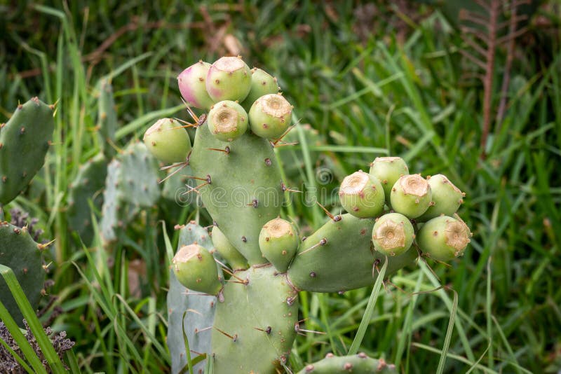 Prickly pear cactus with unripe green fruits. Prickly pear cactus with unripe green fruits