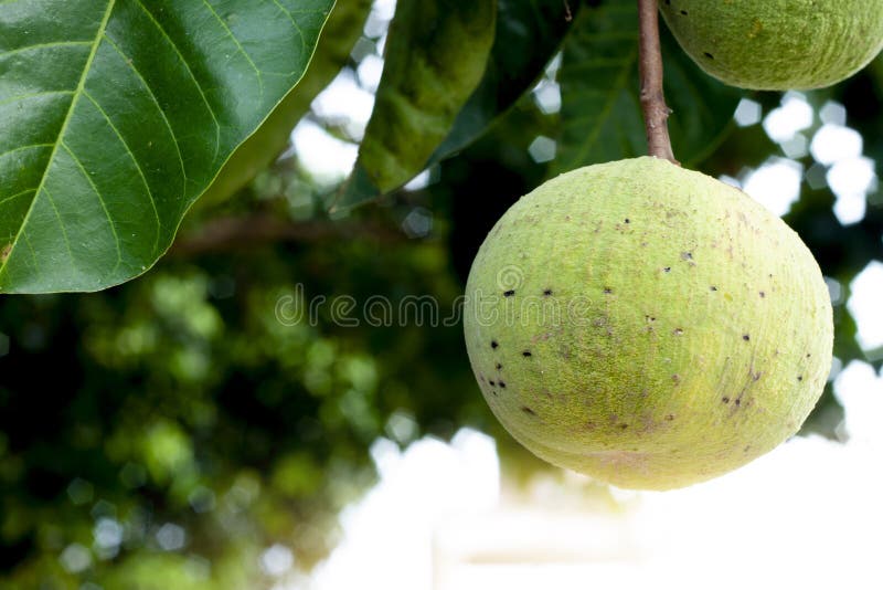 Fruto de santol en el árbol foto de archivo