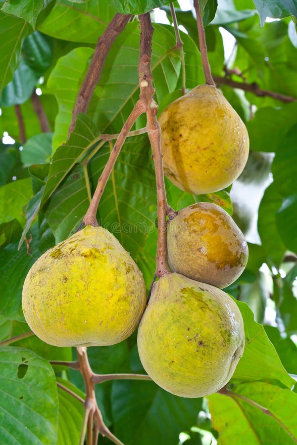 Fruto de santol en el árbol imagenes de archivo