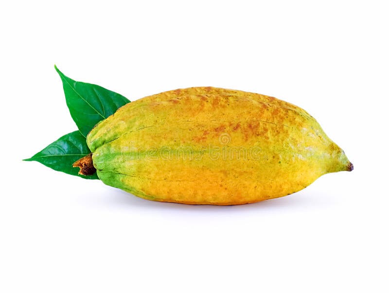 Fruta del cacao aislada en el fondo blanco foto de archivo Fruta del cacao aislada en el fondo blanco foto de archivo