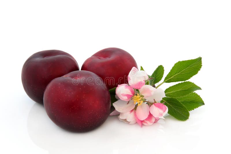 Fruta Del Ciruelo Y Flor De La Flor Foto de archivo - Imagen de blanco,  fresco: 21935398