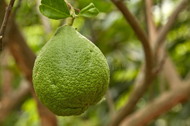 Fruta del pomelo imagen de archivo. Imagen de crudo, pomelo 73352219
