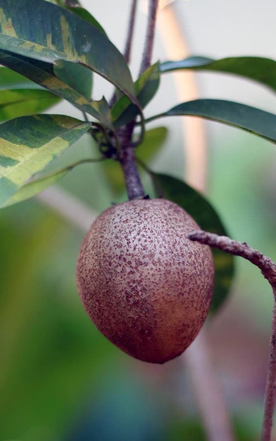 Árbol de zapote foto de archivo. Imagen de alimento, eating 27666030