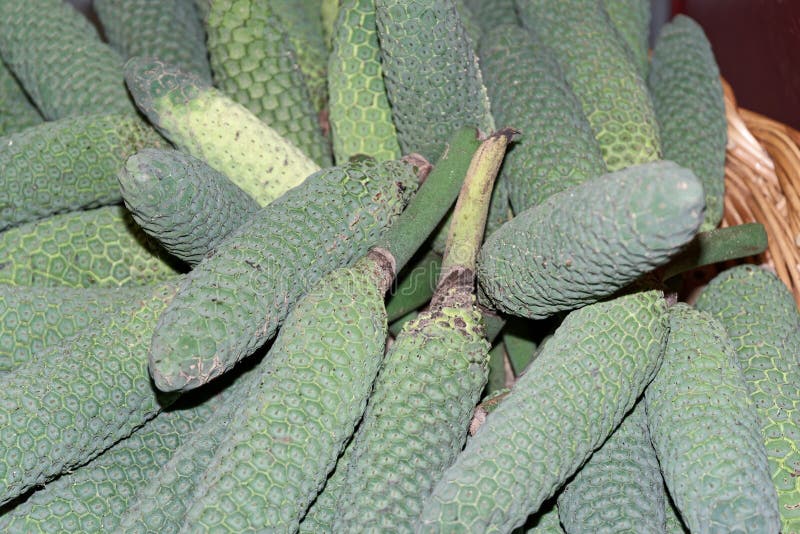 Fruta exótica del deliciosa de Monstera Frutas tropicales conocidas como árbol de la planta de la ensalada de fruta fotos de archivo libres de regalías Fruta exótica del deliciosa de Monstera Frutas tropicales conocidas como árbol de la planta de la ensalada de fruta fotos de archivo libres de regalías