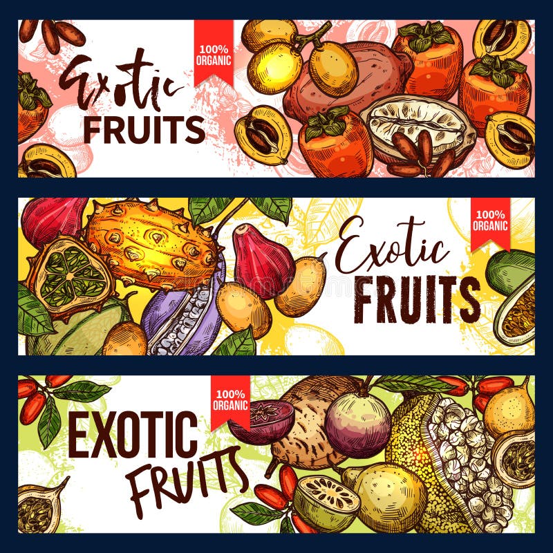 Fruta exótica y bandera tropical del bosquejo de la baya libre illustration Fruta exótica y bandera tropical del bosquejo de la baya libre illustration