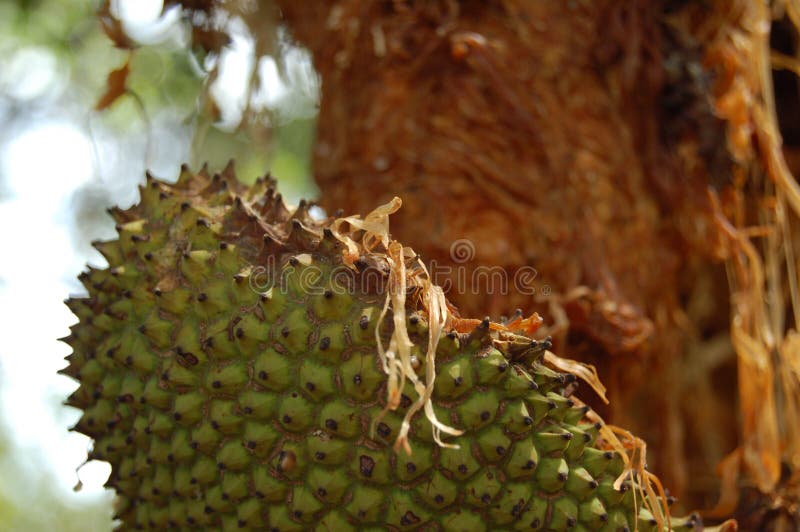 Fruta, fruta de Jack. foto de archivo. Imagen de fondo 38010582