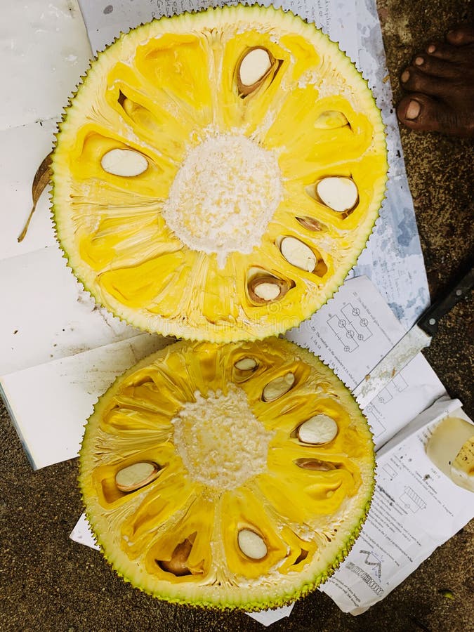 Fruta de Jack imagen de archivo. Imagen de jugoso, color 36166815