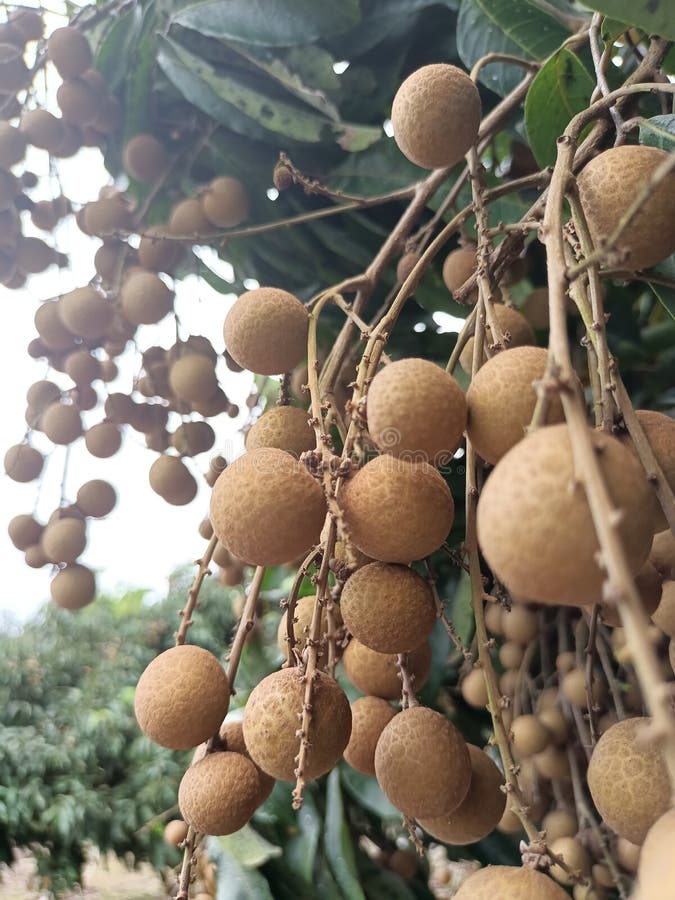 Longan da época é super doce fotografia de stock