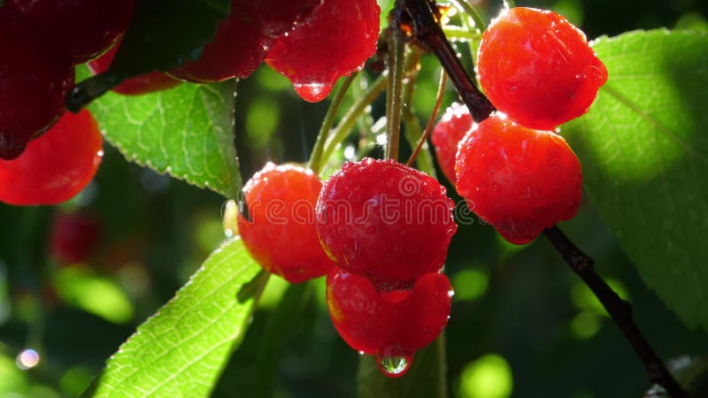 Fruta madura de cerezo cerca de la luz de fondo al sol metrajes
