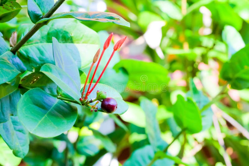 Fruta De La Planta Del Coccinea De Ixora Imagen de archivo - Imagen de  rojo, primer: 151773103