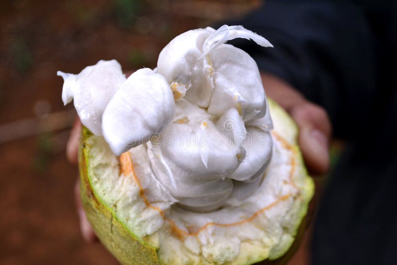 Fruta partida del cacao imagen de archivo libre de regalías Fruta partida del cacao imagen de archivo libre de regalías
