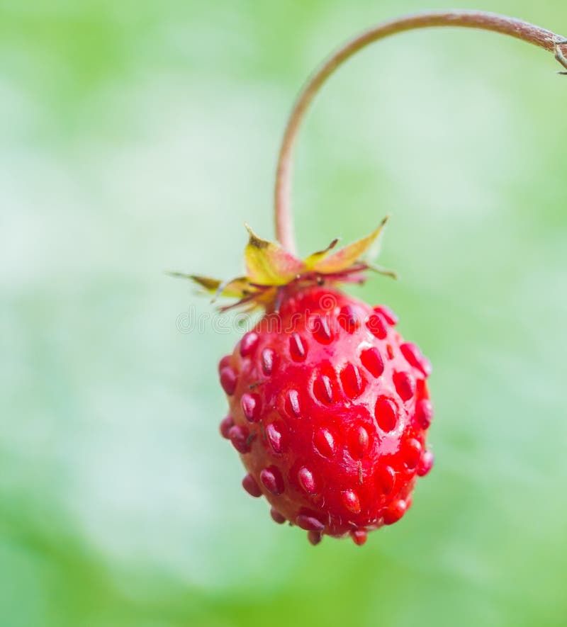 Fruta roja brillante del vesca de la Fragaria de la fresa del arbolado fotografía de archivo libre de regalías Fruta roja brillante del vesca de la Fragaria de la fresa del arbolado fotografía de archivo libre de regalías