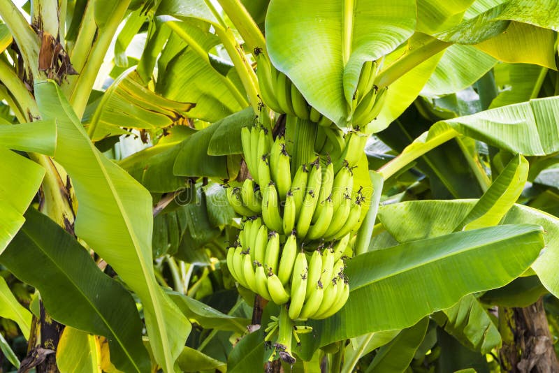 Frutas de maduración del plátano en árbol de plátano fotografía de archivo libre de regalías Frutas de maduración del plátano en árbol de plátano fotografía de archivo libre de regalías