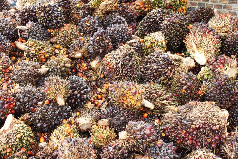 Frutas de petróleo da palma fotografia de stock Frutas de petróleo da palma fotografia de stock