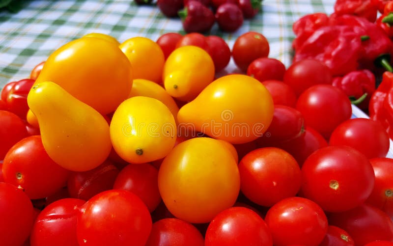 Frutas de tomate de cerezo recién cosechadas foto de archivo libre de regalías
