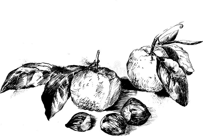 Frutas Del Dibujo De La Tinta Stock de ilustración - Ilustración de  conjunto, mano: 36824530