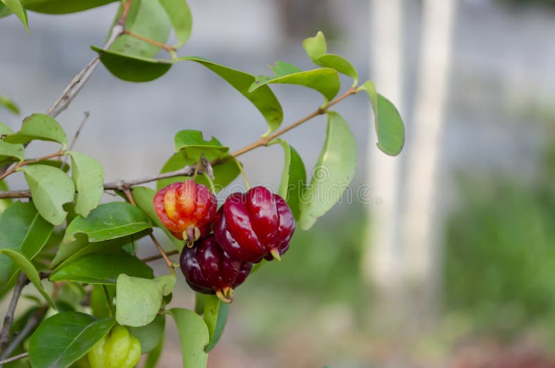 Frutas del Pitanga en árbol fotografía de archivo libre de regalías Frutas del Pitanga en árbol fotografía de archivo libre de regalías