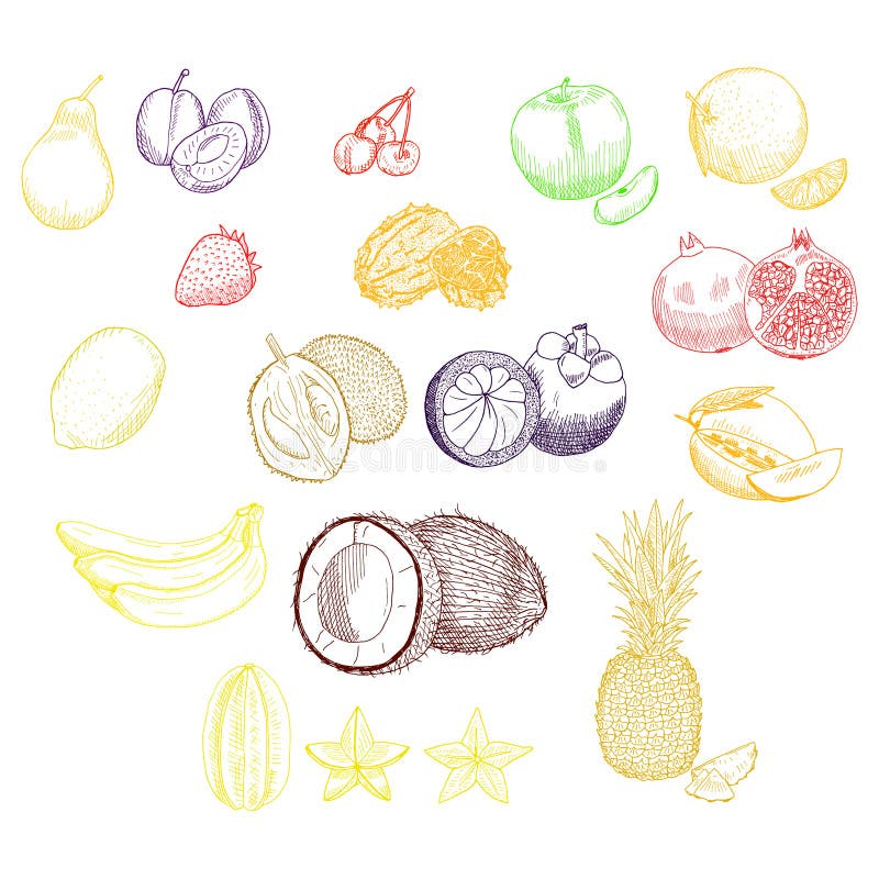 Frutas exóticas fijadas stock de ilustración Frutas exóticas fijadas stock de ilustración