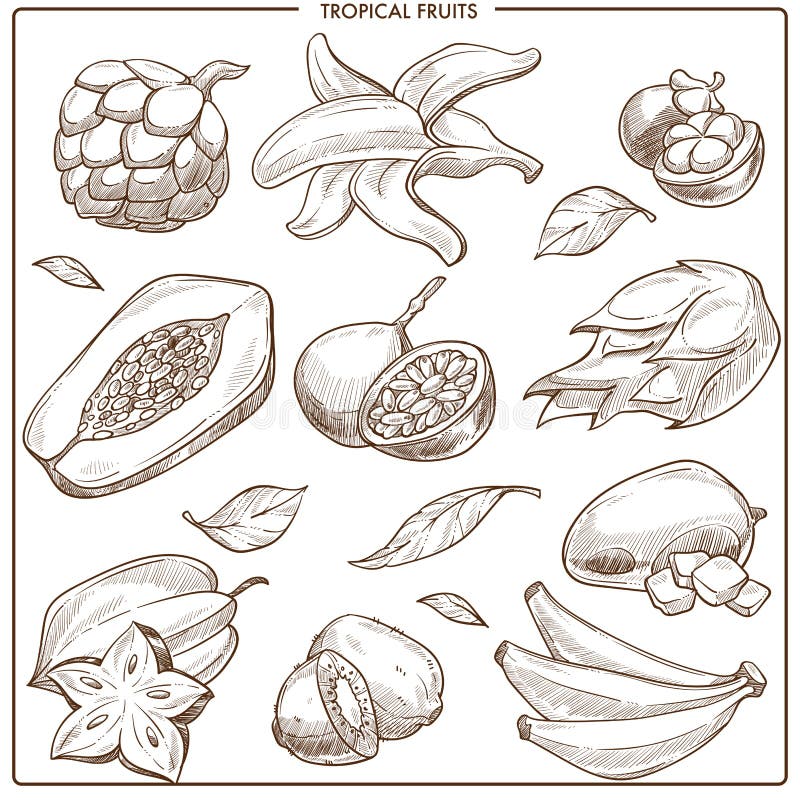 Frutas exóticas tropicales del bosquejo del vector ilustración del vector Frutas exóticas tropicales del bosquejo del vector ilustración del vector