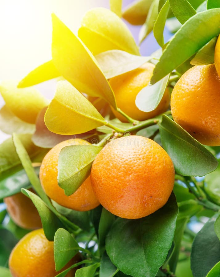 Frutas gerinas maduras en el árbol a la luz del sol fotografía de archivo libre de regalías Frutas gerinas maduras en el árbol a la luz del sol fotografía de archivo libre de regalías