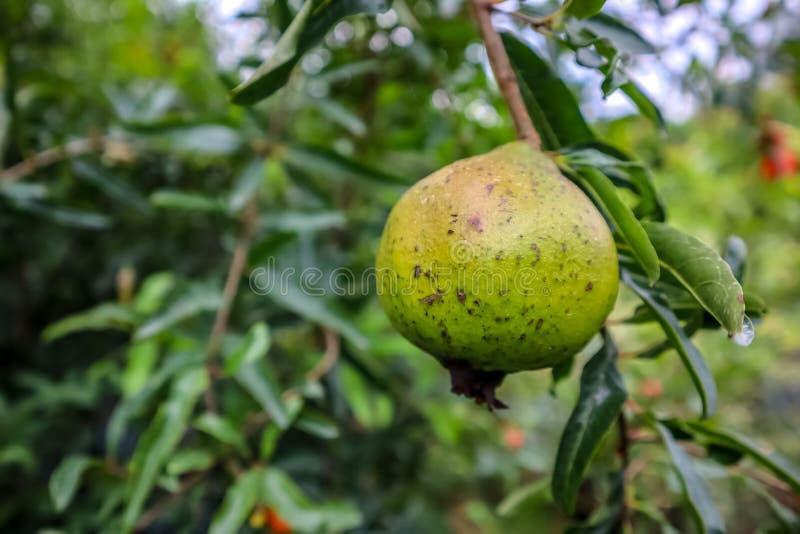 Frutas hermosas de la granada en rama de ?rbol foto de archivo Frutas hermosas de la granada en rama de ?rbol foto de archivo