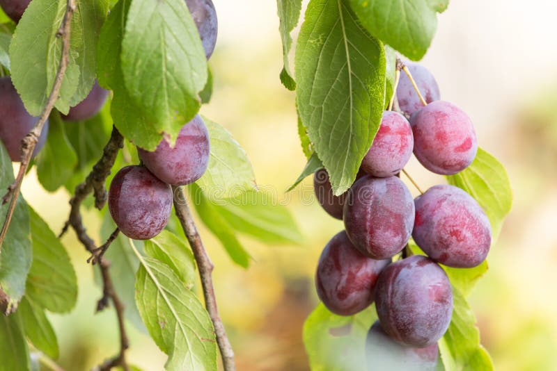 Frutas orgánicas maduras de los ciruelos en el cierre de la rama de árbol para arriba fotografía de archivo libre de regalías Frutas orgánicas maduras de los ciruelos en el cierre de la rama de árbol para arriba fotografía de archivo libre de regalías