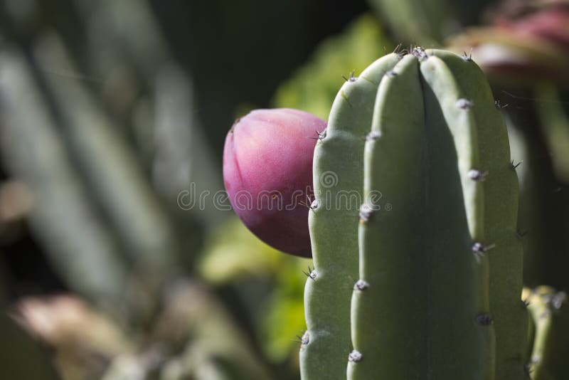 Frutas Roxas Avermelhadas De Pitaya Cactus Foto de Stock - Imagem de  alaranjado, diego: 168448890