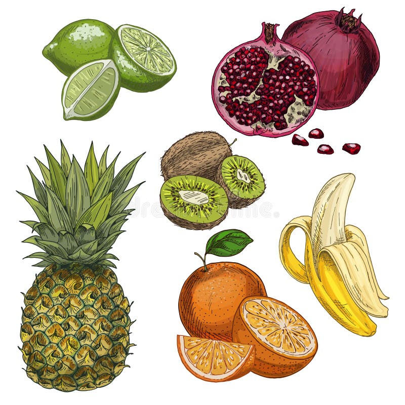 Frutas tropicales Piña, cal, granada, kiwi, plátano, anaranjado libre illustration Frutas tropicales Piña, cal, granada, kiwi, plátano, anaranjado libre illustration