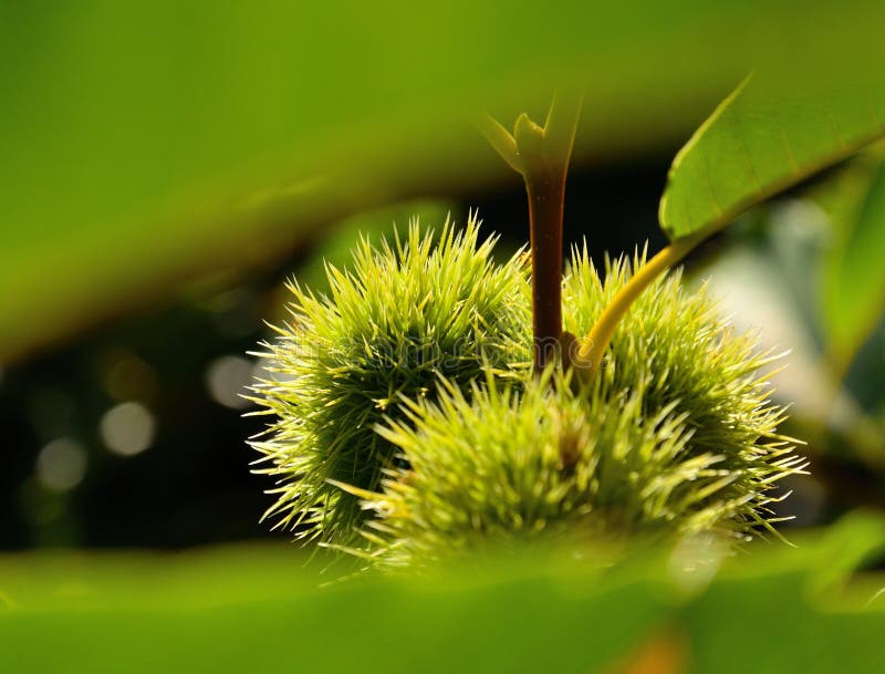 Frutas Verdes Con Las Espinas Dorsales Del árbol De Castaña Imagen de