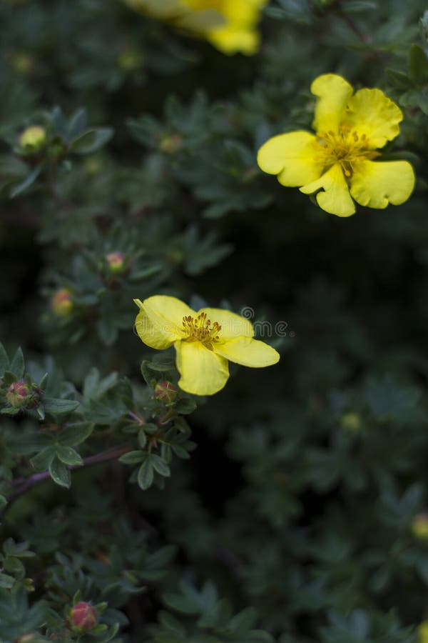 Fruticosa jaune de Dasiphora de fleur Fleurs de fruticosa de Potentilla