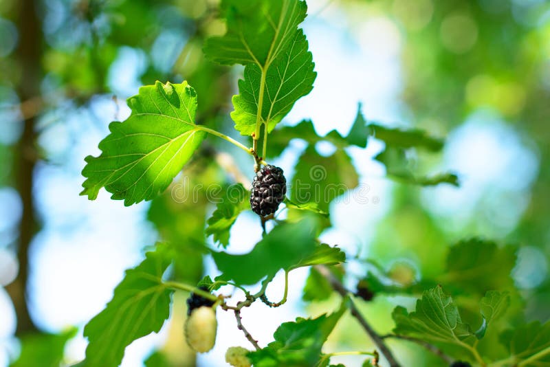 Fruto da amoreira preta entre a folha dos plant’s, banhada na luz solar morna imagens de stock Fruto da amoreira preta entre a folha dos plant’s, banhada na luz solar morna imagens de stock