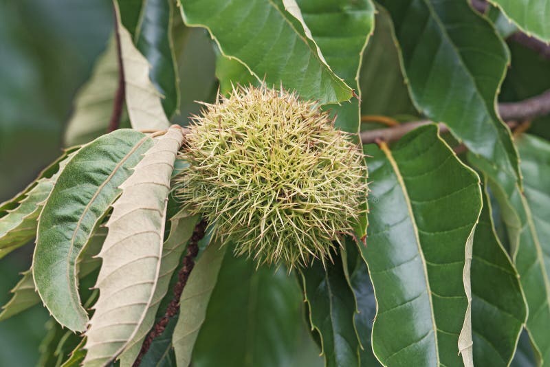 American chestnut fruit (Castanea dentata). American chestnut fruit (Castanea dentata)