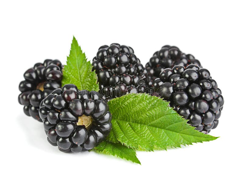 Fruto de Blackberry foto de stock. Imagem de horizontal 33737896