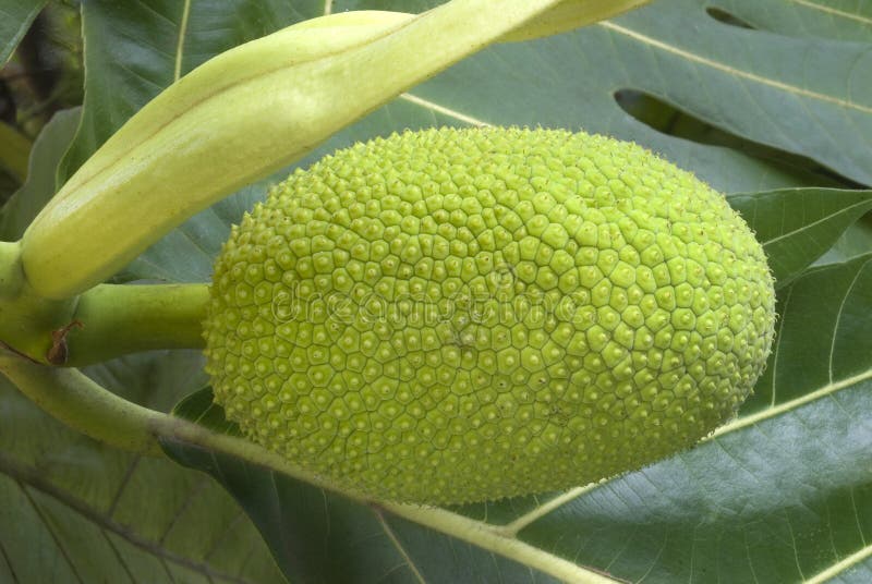 Fruto Del árbol Del Pan En La Planta Imagen de archivo Imagen de