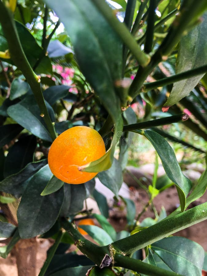 Fruto do Kumquat imagens de stock royalty free Fruto do Kumquat imagens de stock royalty free
