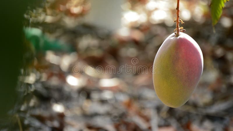 Fruto e pedúnculo da manga que penduram no ramo da árvore