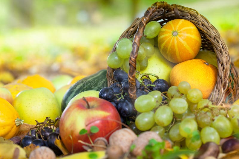 Fruta orgânica num cesto na relva outonal fotos de stock royalty free