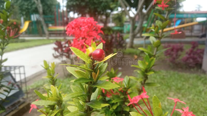 Fruta De La Planta Del Coccinea De Ixora Imagen de archivo - Imagen de  rojo, primer: 151773103