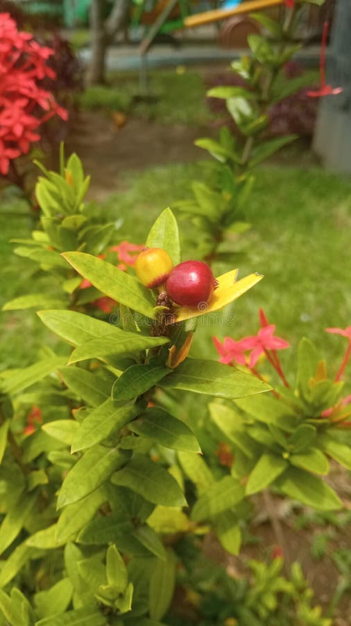 Fruta De La Planta Del Coccinea De Ixora Imagen de archivo - Imagen de  rojo, primer: 151773103