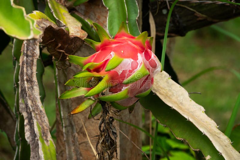 Fruto Pitaya do cacto imagem de stock. Imagem de planta - 133859763