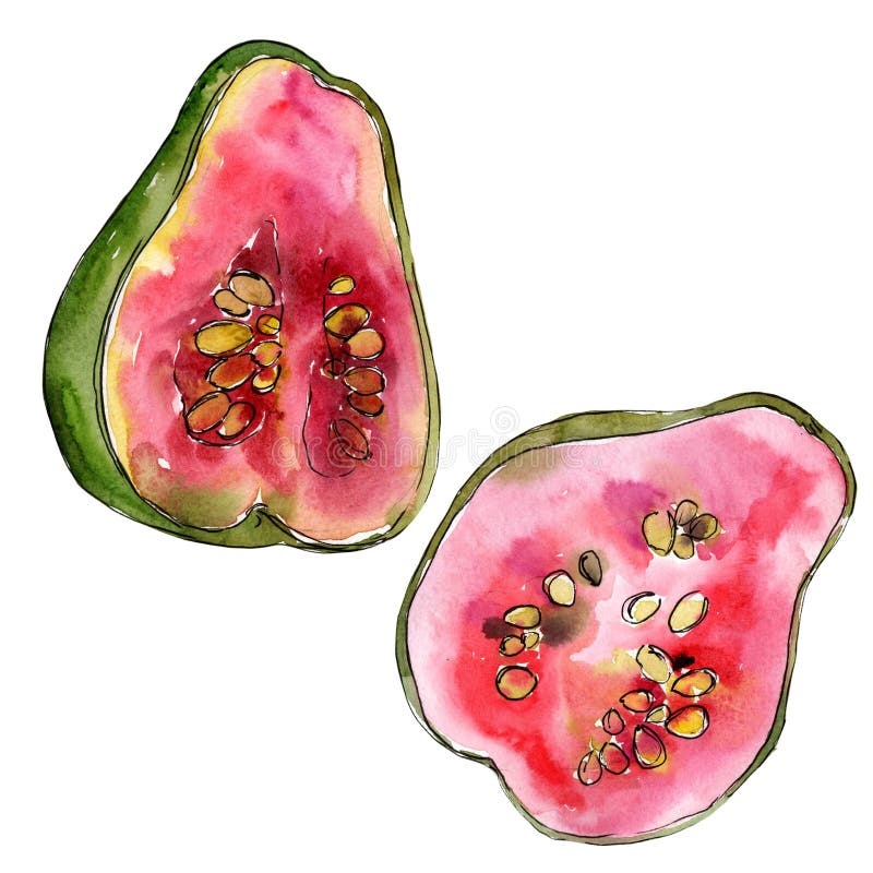 Exotic guava healthy food in a watercolor style isolated. Full name of the fruit: guava. Aquarelle wild fruit for background, texture, wrapper pattern or menu. Exotic guava healthy food in a watercolor style isolated. Full name of the fruit: guava. Aquarelle wild fruit for background, texture, wrapper pattern or menu.