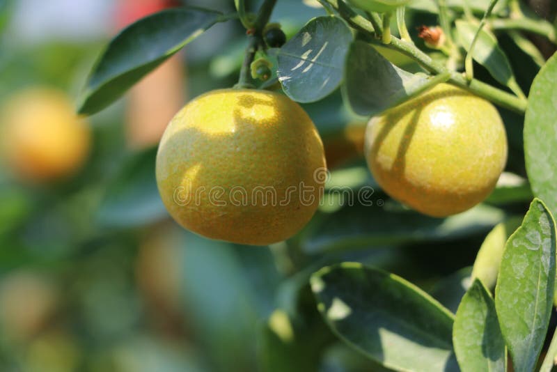 Frutos anaranjados en la rama del árbol, naranjos con frutas en la plantación imagenes de archivo Frutos anaranjados en la rama del árbol, naranjos con frutas en la plantación imagenes de archivo