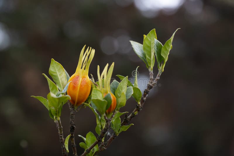 Frutos De Jasmim Capuz Na Laranja Da árvore Em Ramos Verdes De Gardenia  Jasmine Imagem de Stock - Imagem de jardinia, nave: 239238671